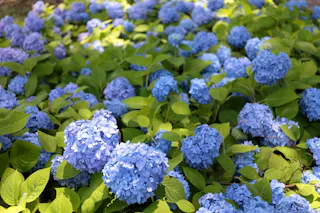 Oyama Hydrangea Road (Oyama Observation Deck)