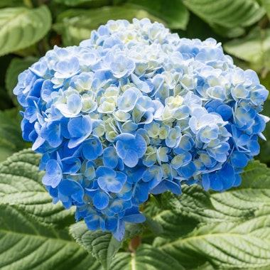 Oyama Hydrangea Road (Oyama Observation Deck) Oyama Hydrangea Road (Oyama Observation Deck)