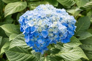 Oyama Hydrangea Road (Oyama Observation Deck)