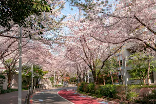 Sakurazaka Park, Minato