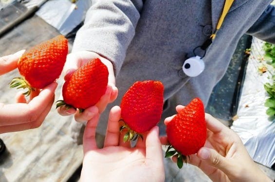 Kawatsura Strawberry Farm