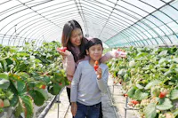 Kawatsura Strawberry Farm