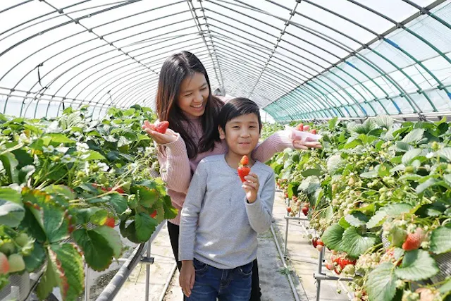 Kawatsura Strawberry Farm