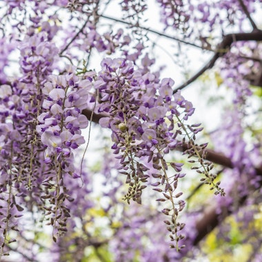 Tanematsuyama Park Tanematsuyama Park