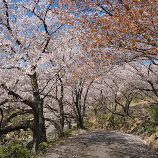 Tanematsuyama Park Tanematsuyama Park
