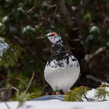 Tateyama Wild Bird Forest