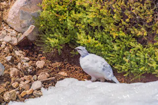 Tateyama Wild Bird Forest