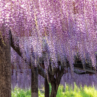 Tennogawa Park Tennogawa Park