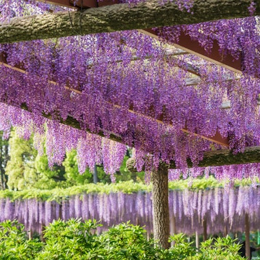 Tennogawa Park Tennogawa Park