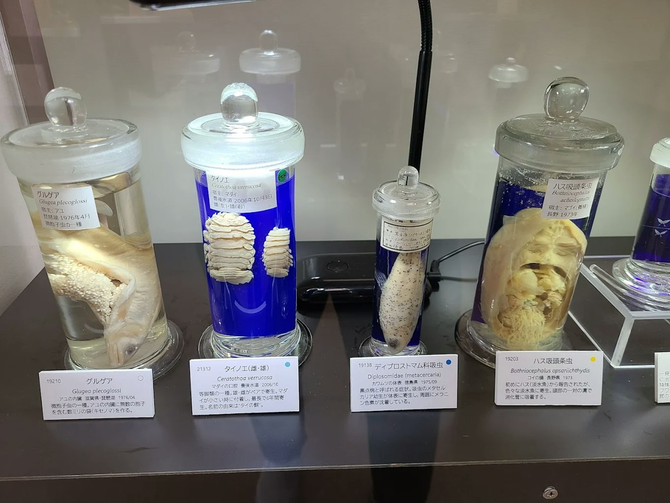 Meguro Parasitological Museum