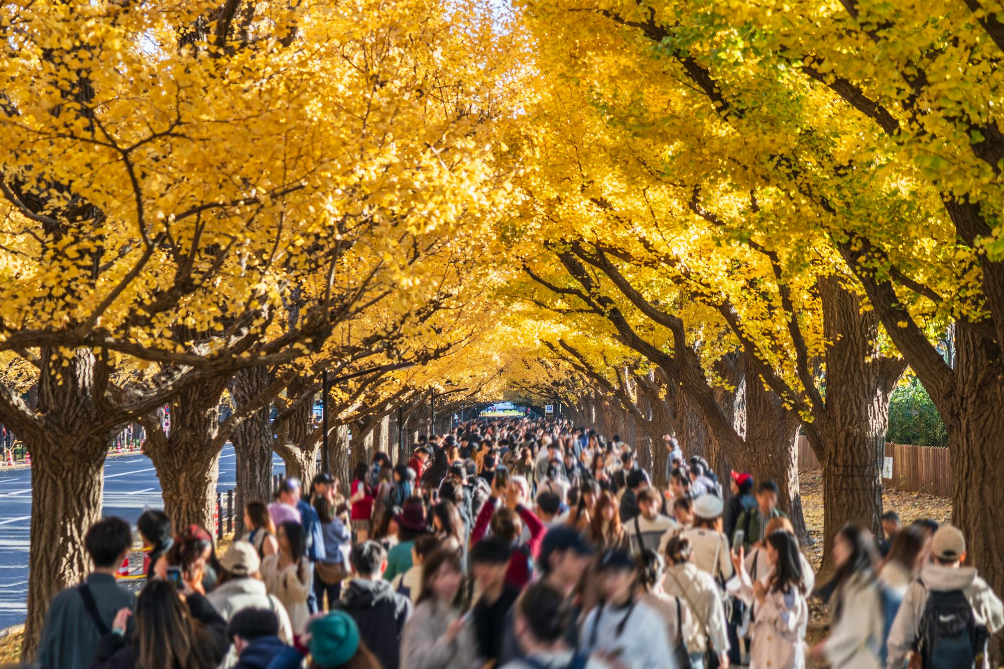 Must-See November Events and Festivals in Japan 2025 - Trip To Japan