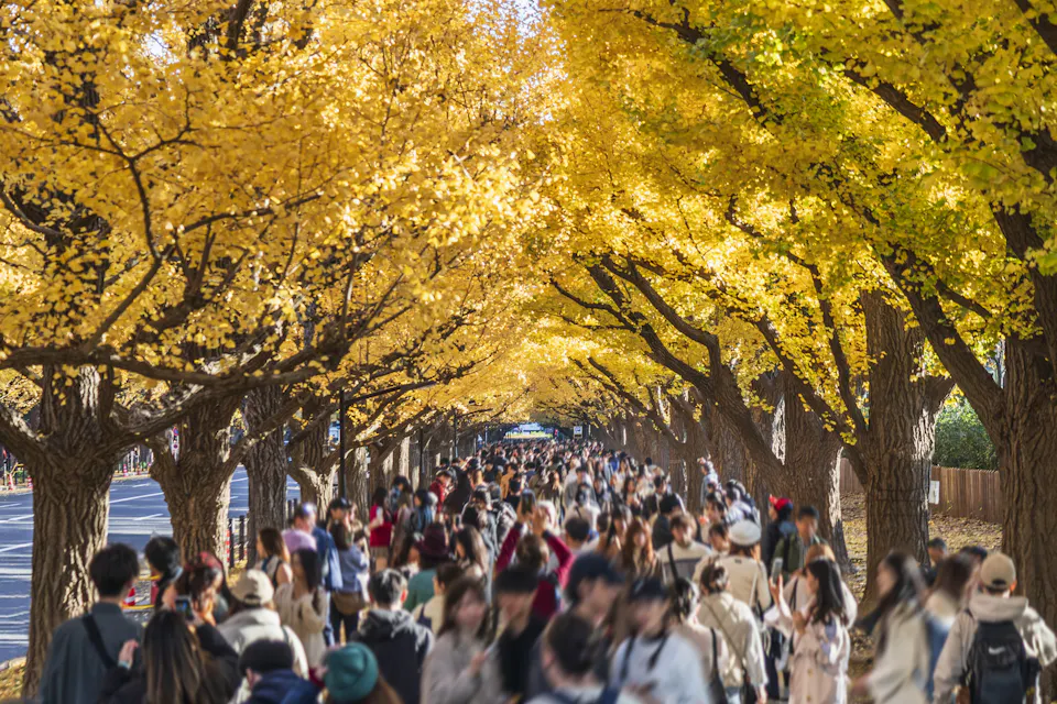 Autumn in Tokyo: Ginkgo trees line the outer gardens of Meiji Shrine