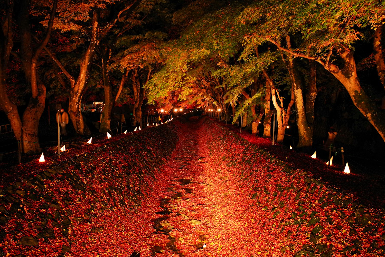 Kawaguchi lake Maple lighting corridor Kawaguchi lake Maple lighting corridor