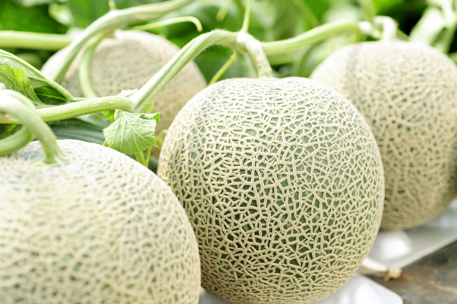 Melon in the field Melon in the field