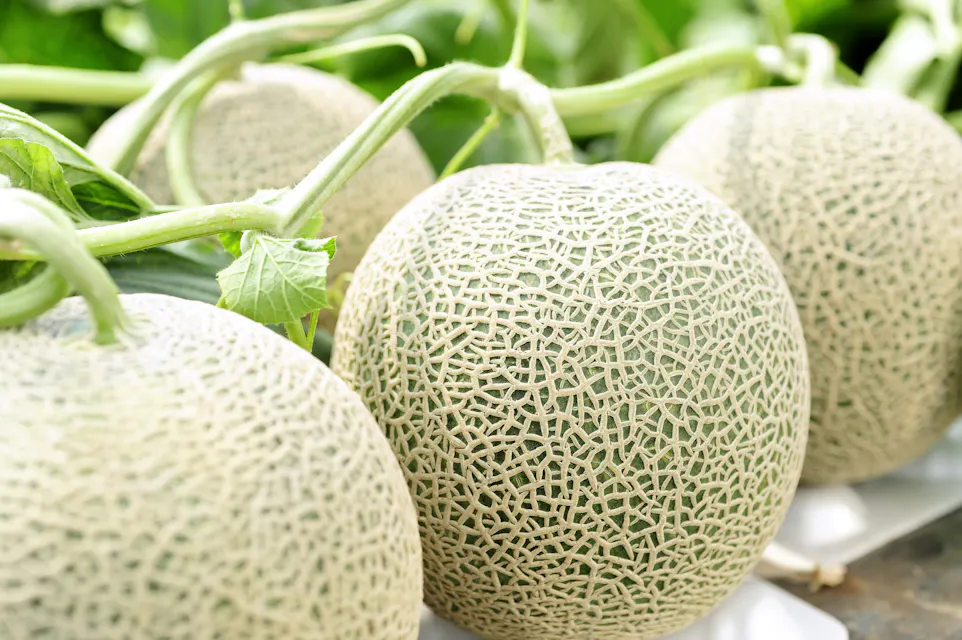 Melon in the field Melon in the field