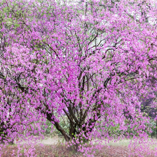Yatakayama Park Yatakayama Park