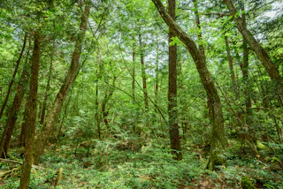 Aokigahara Jukai