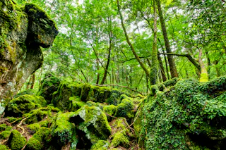 Aokigahara Jukai