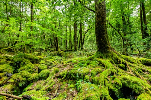 Aokigahara Jukai