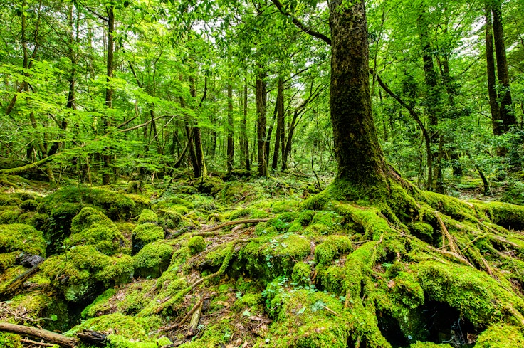 Aokigahara Jukai