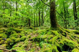 Aokigahara Jukai