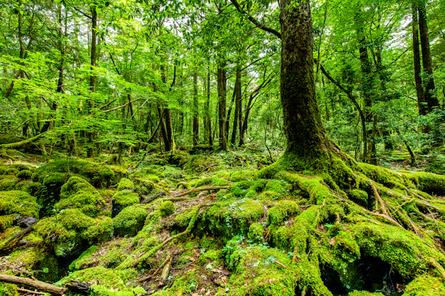 Aokigahara Jukai