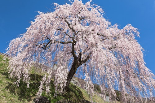 Iwataro's Weeping Cherry Blossoms