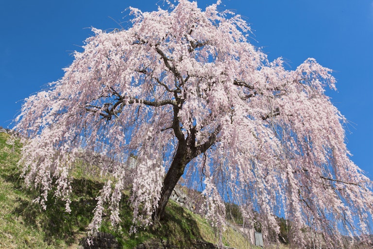 Iwataro's Weeping Cherry Blossoms