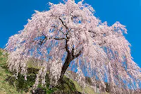 Iwataro's Weeping Cherry Blossoms