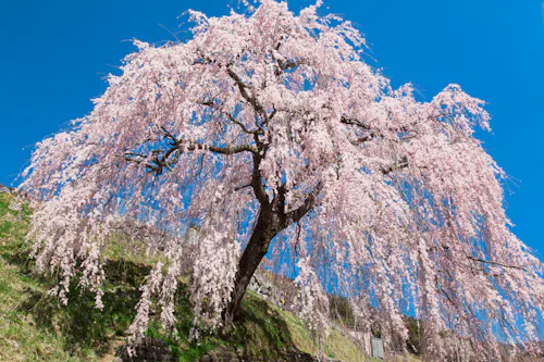 Iwataro's Weeping Cherry Blossoms