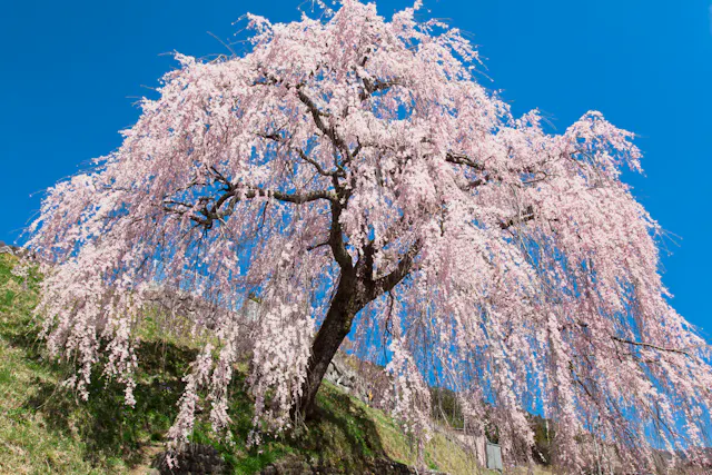 Iwataro's Weeping Cherry Blossoms