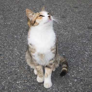 Ainoshima Island Ainoshima Island