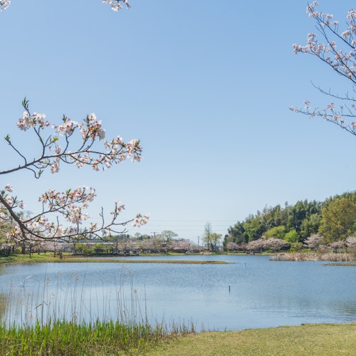 Cherry Blossoms Blooming at Omoike Park Cherry Blossoms Blooming at Omoike Park