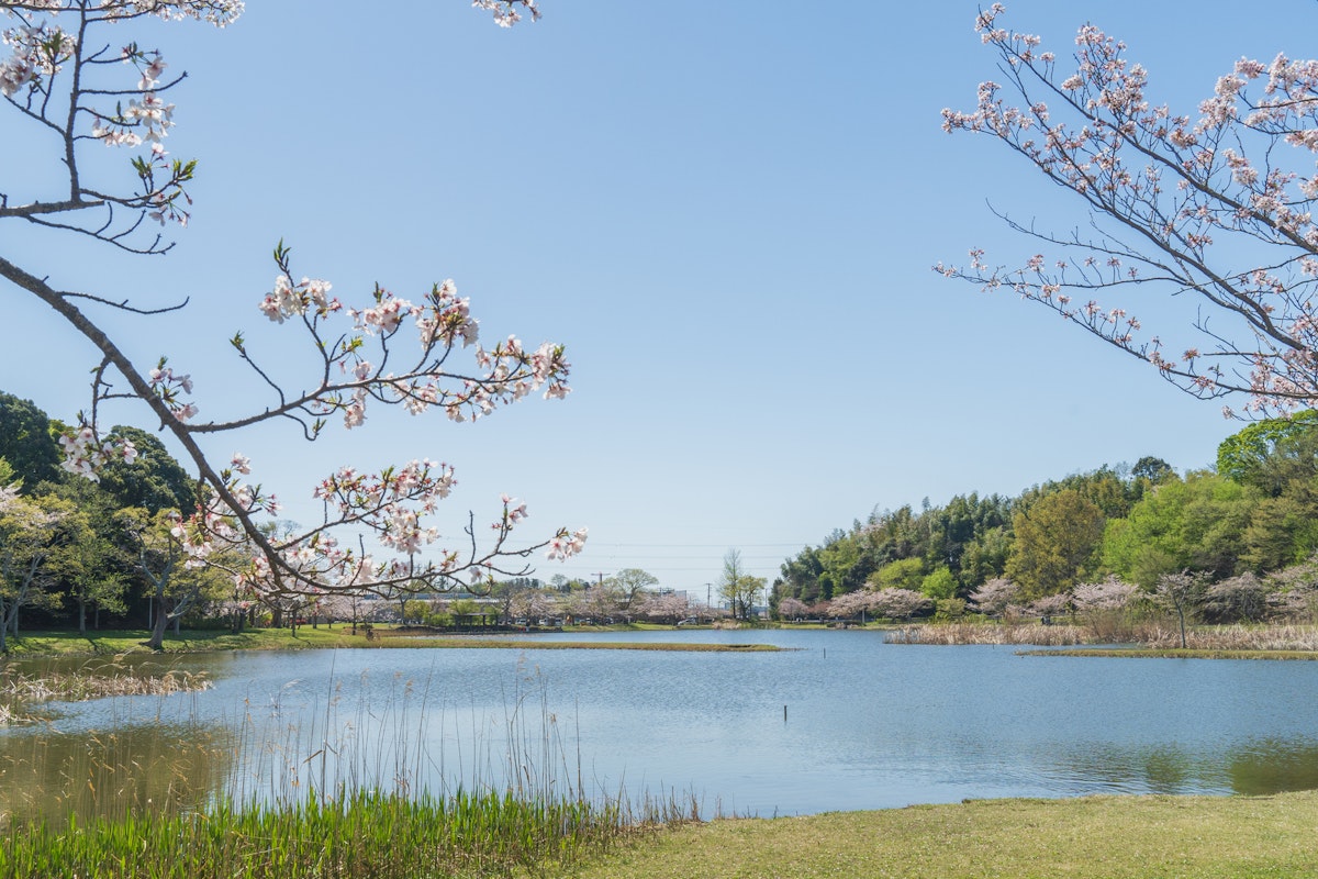 Cherry Blossoms Blooming at Omoike Park Cherry Blossoms Blooming at Omoike Park