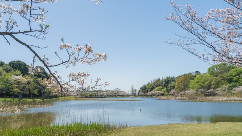 Cherry Blossoms Blooming at Omoike Park
