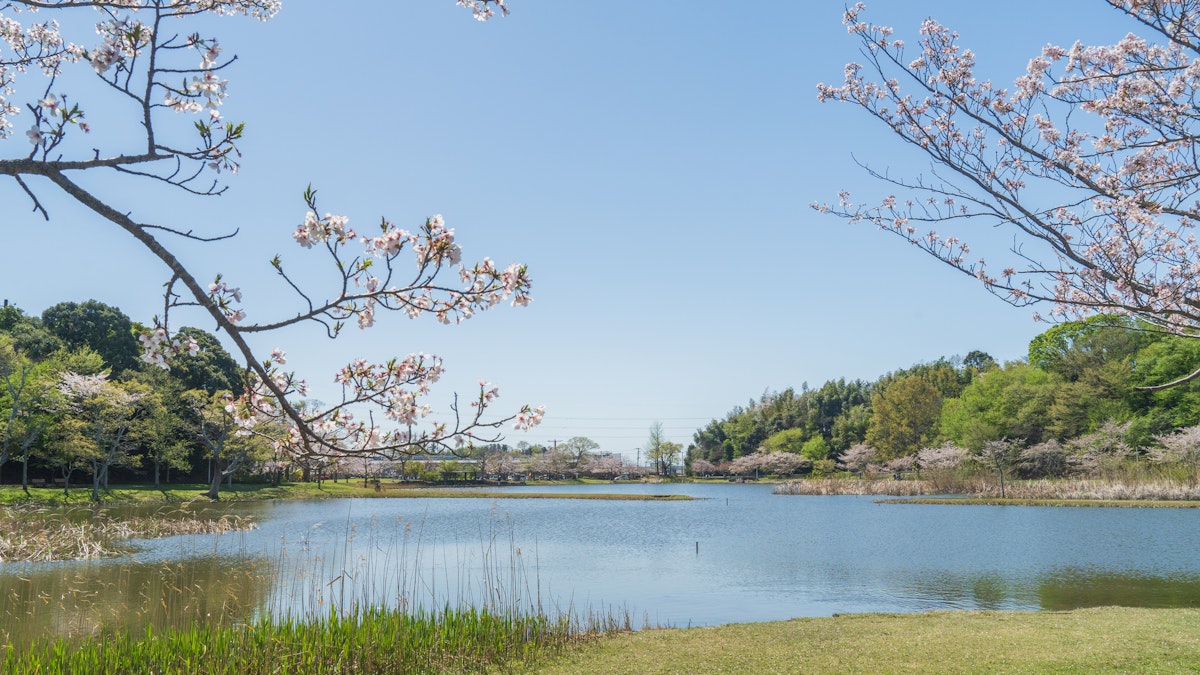 Cherry Blossoms Blooming at Omoike Park