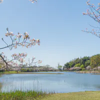 Cherry Blossoms Blooming at Omoike Park Cherry Blossoms Blooming at Omoike Park