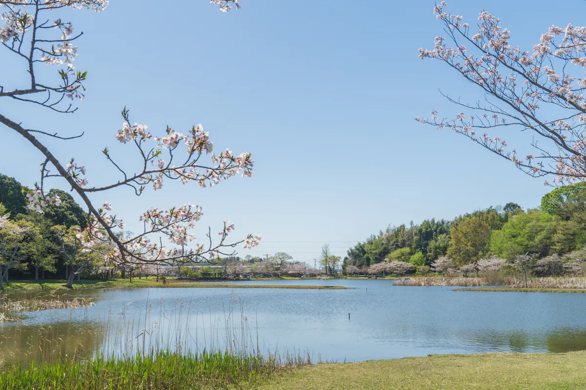 Cherry Blossoms Blooming at Omoike Park Cherry Blossoms Blooming at Omoike Park