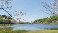 Cherry Blossoms Blooming at Omoike Park