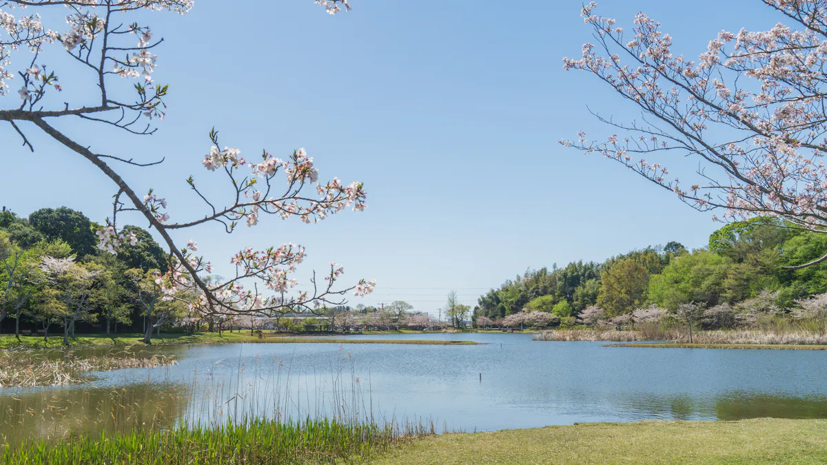 Cherry Blossoms Blooming at Omoike Park