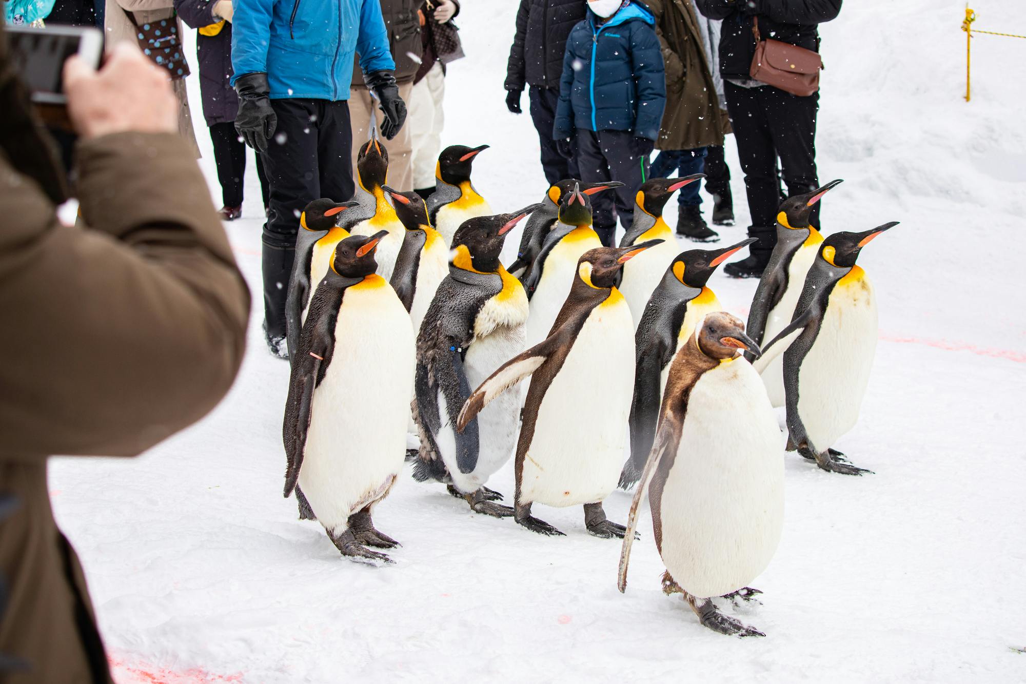Asahikawa City Asahiyama Zoo