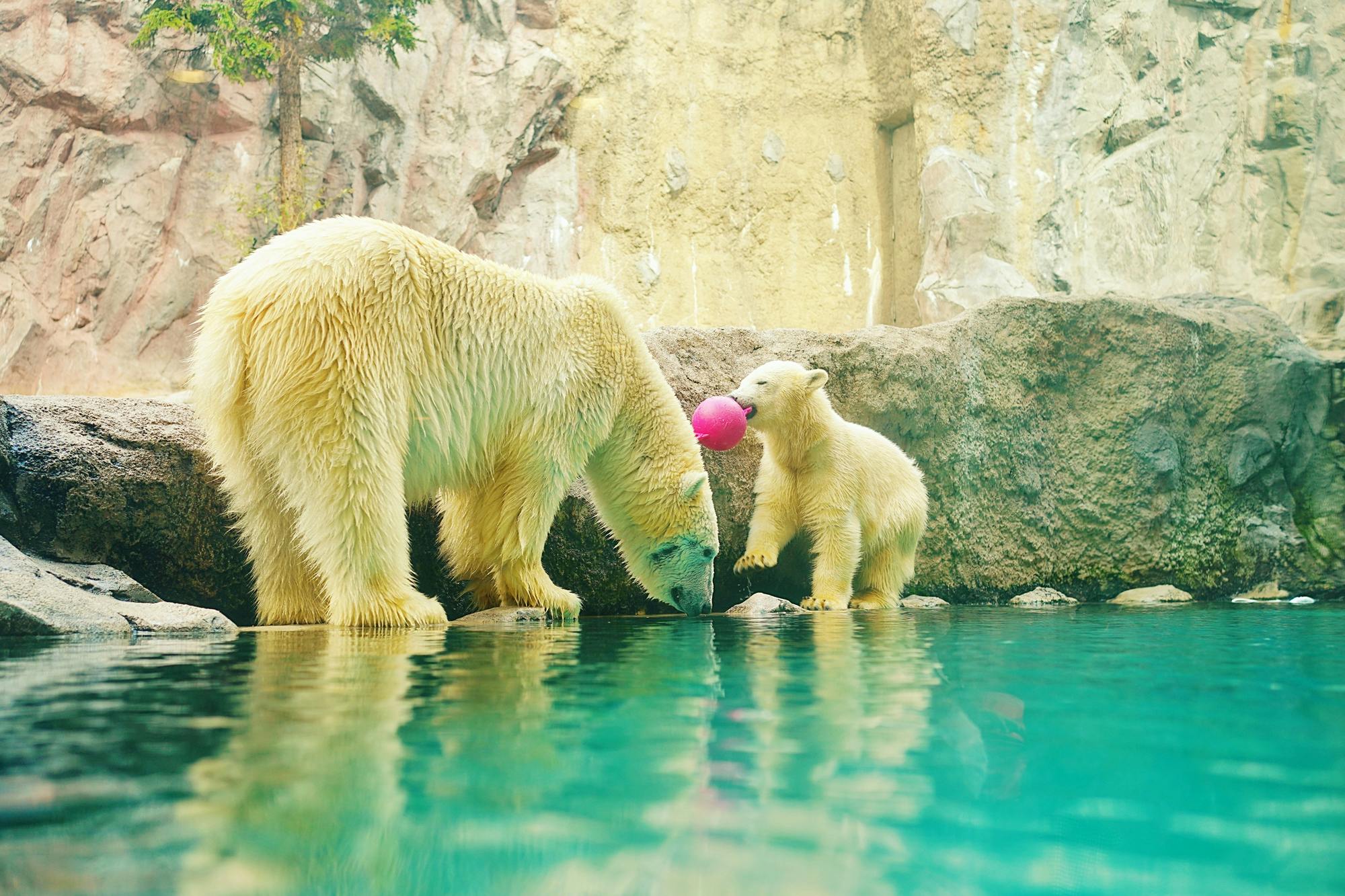 Asahikawa City Asahiyama Zoo