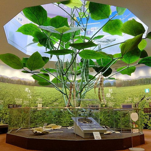 Azuki Museum Azuki Museum