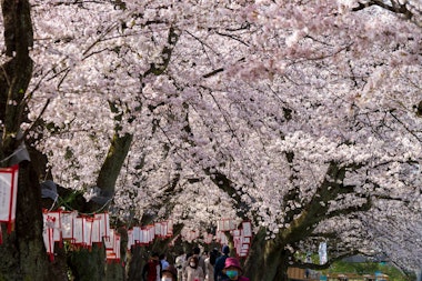 Asuwa River Cherry Blossom Row