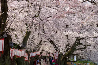 Asuwa River Cherry Blossom Row