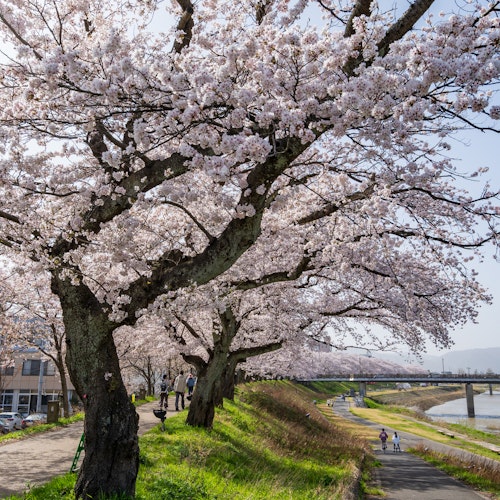 Asuwa River Cherry Blossom Row Asuwa River Cherry Blossom Row