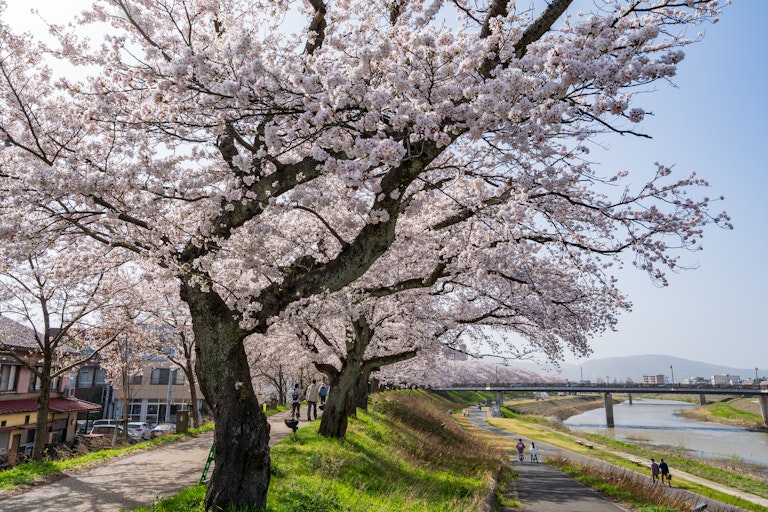 Asuwa River Cherry Blossom Row