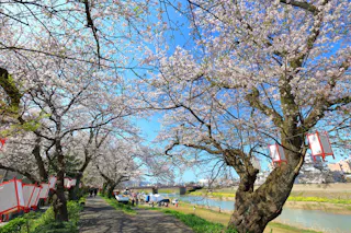 Asuwa River Cherry Blossom Row