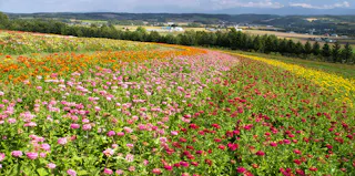 Flower Land Kamifurano