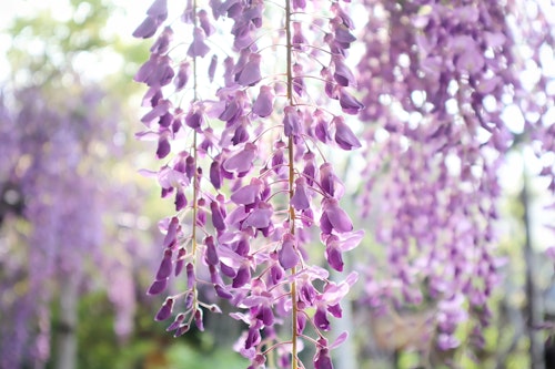 Fuji Matsuri (Wisteria Festivals)